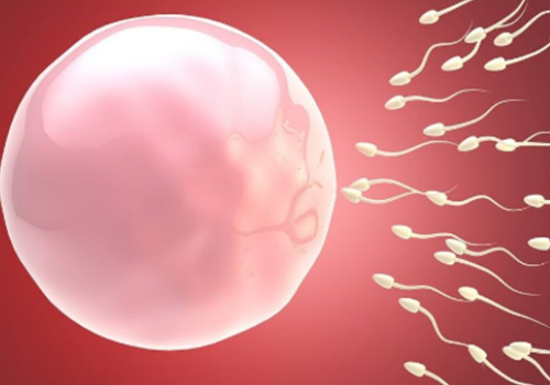 做試一次試管到底多少錢