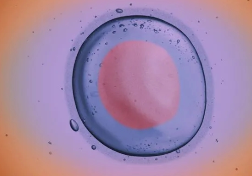 俄羅斯試管嬰兒？